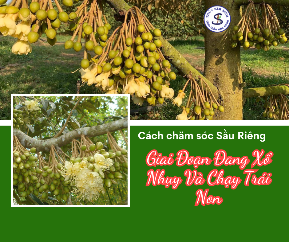 Cách chăm sóc sầu riêng giai đoạn đang xổ nhụy và chạy trái non