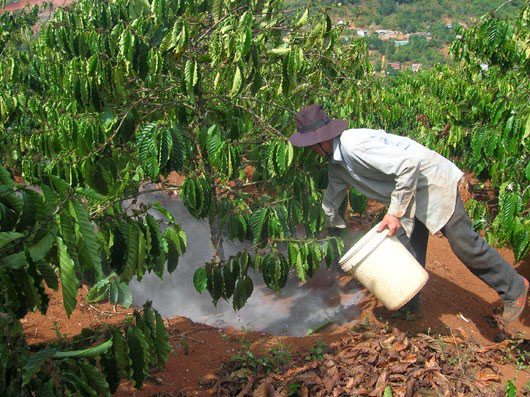 Bón Phân Cà Phê Mùa Mưa: Bí Quyết Tăng Năng Suất Năm 2025