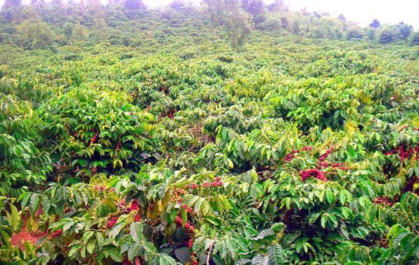 Cà Phê Robusta Việt Nam Vs Arabica: Loại Nào Đáng Trồng Hơn Năm 2025?
