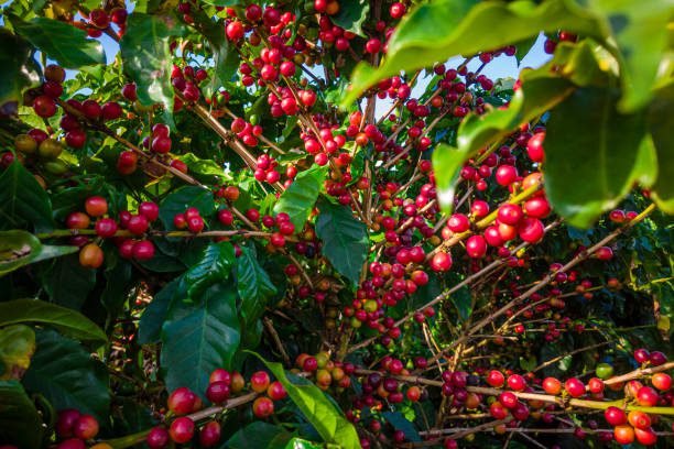 Cà Phê Robusta Việt Nam Vs Arabica: Loại Nào Đáng Trồng Hơn Năm 2025?