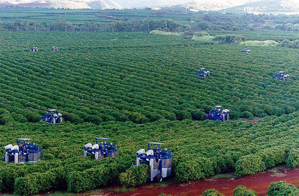 Khám Phá Cà Phê Đặc Sản Brazil: Hương Vị Đỉnh Cao Từ Nam Mỹ 2025